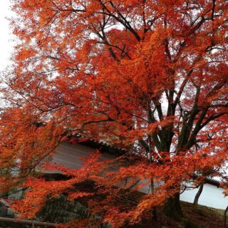 京都の紅葉～ 一乗寺界隈～