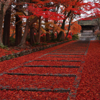 京都の紅葉～山科界隈～