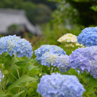 京都の初夏の花を愛でる【京都の初夏】
