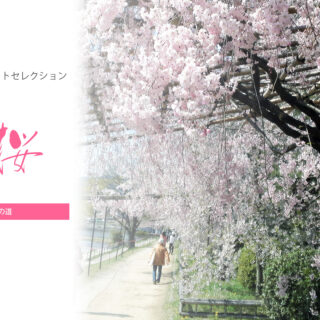 【KYOTOdesign】京都府立植物園～半木の道 【京都の桜の名所】