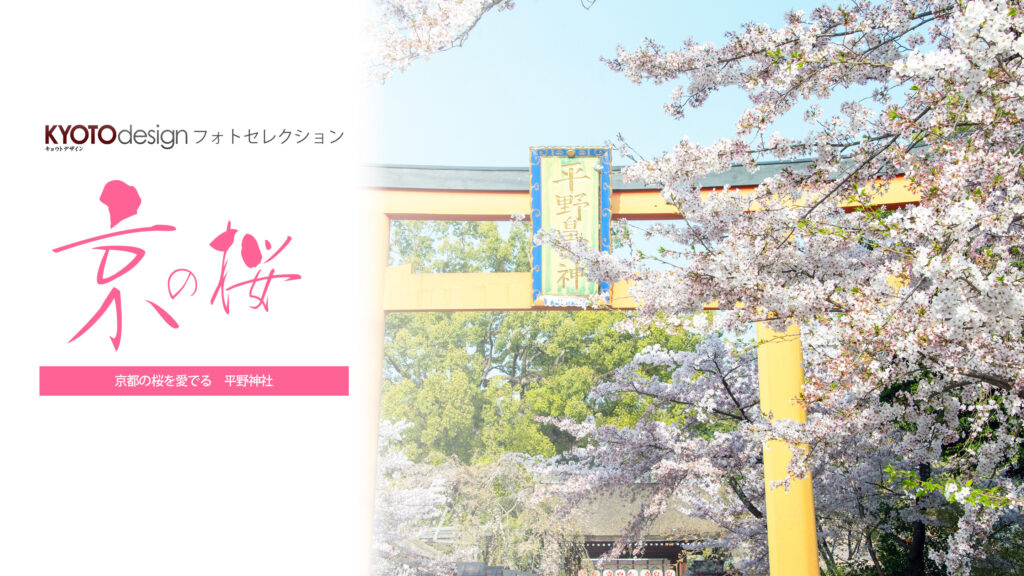 【KYOTOdesign】平野神社で桜を愛でる【京都の桜の名所】