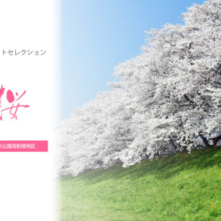 【KYOTOdesign】八幡背割堤【京都の桜の名所】