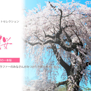 【KYOTOdesign】お家でお花見 | 京都の一本桜【フォトセレクション】
