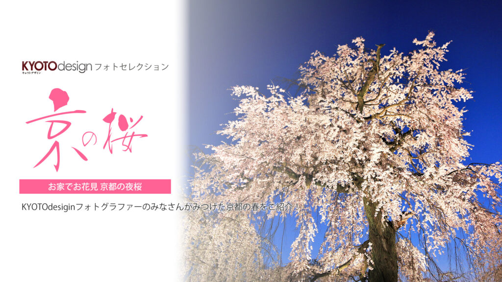 【KYOTOdesign】お家でお花見気分 | 京都の夜桜【フォトセレクション】