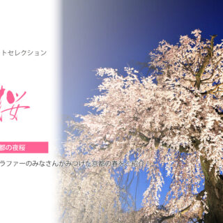 【KYOTOdesign】お家でお花見気分 | 京都の夜桜【フォトセレクション】