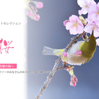 【KYOTOdesign】お家でお花見気分 | 京都の桜【フォトセレクション】