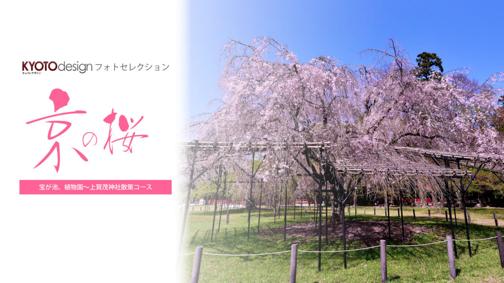 【KYOTOdesign】宝が池、植物園〜上賀茂神社散策コース【京都の桜の名所】