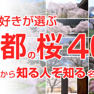 【KYOTOdesign】写真で見る京都の桜 総まとめ【2022版】