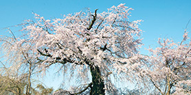 特集 京都の桜