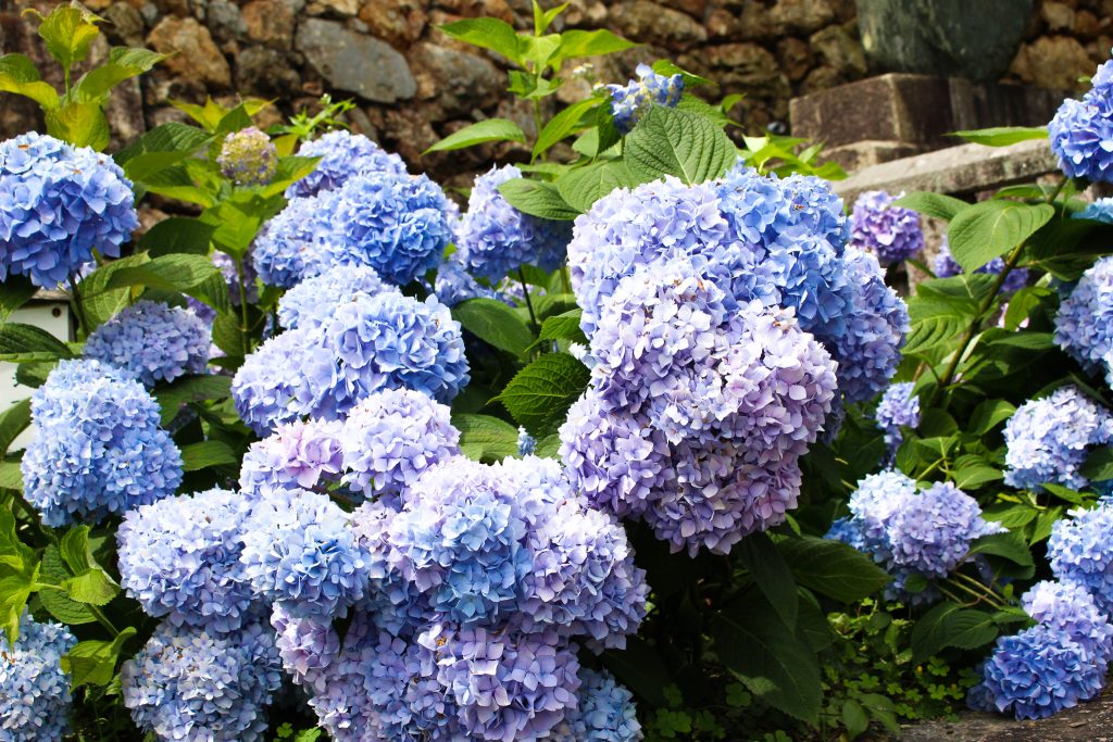 正在举办紫阳花节洛西的清水 柳谷观音杨谷寺 Kyoto Tripはkyotodesignおすすめの京の旅を Br 動画で楽しむ京都観光サイトです