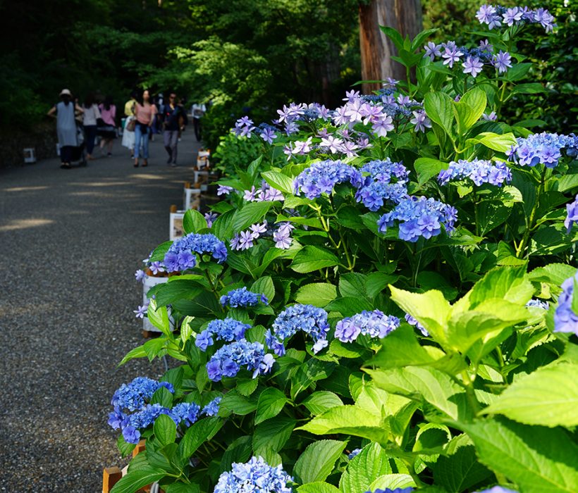 三室户寺 紫阳花灿烂地开的初夏庭园 Kyoto Tripは京都に関する記事を発信する情報メディアです