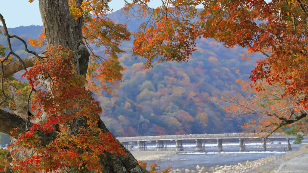 京都の紅葉～～歩いて回ろう 京都 嵐山の自然と庭園めぐり～