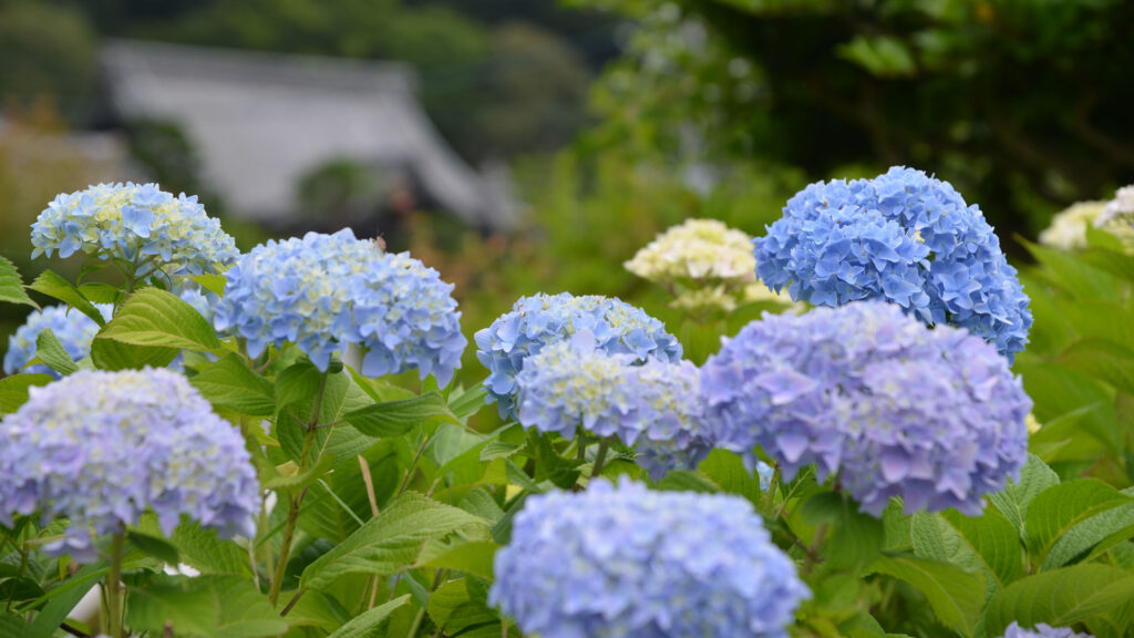 京都の初夏の花を愛でる【京都の初夏】