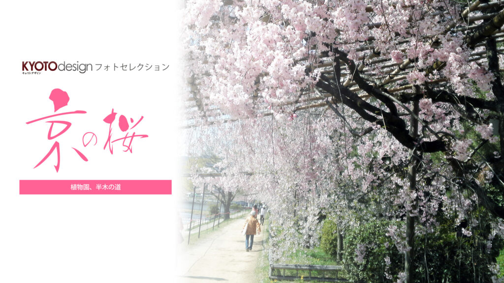 【KYOTOdesign】京都府立植物園～半木の道 【京都の桜の名所】