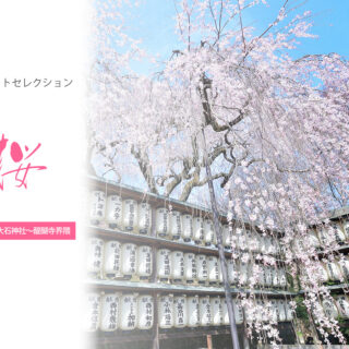 【KYOTOdesign】京都南東エリアで桜を愛でる　大石神社〜醍醐寺界隈 【京都の桜の名所】