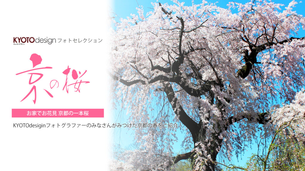 【KYOTOdesign】お家でお花見 | 京都の一本桜【フォトセレクション】