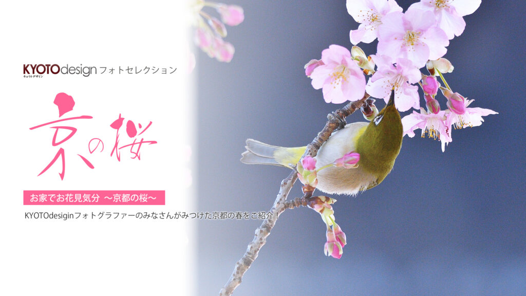 【KYOTOdesign】お家でお花見気分 | 京都の桜【フォトセレクション】