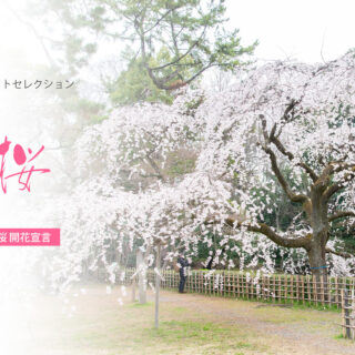 【開花宣言】京都の桜2021年3月16日【観測史上最速】