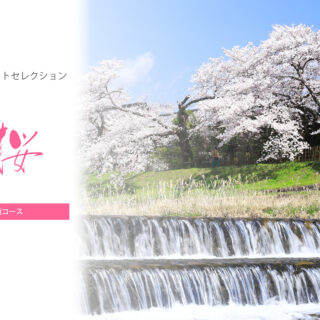 【KYOTOdesign】出町柳周辺桜散策コース 【京都の桜の名所】