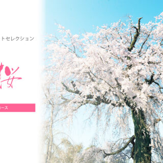 【KYOTOdesign】祇園界隈桜散策コース 【京都の桜の名所】